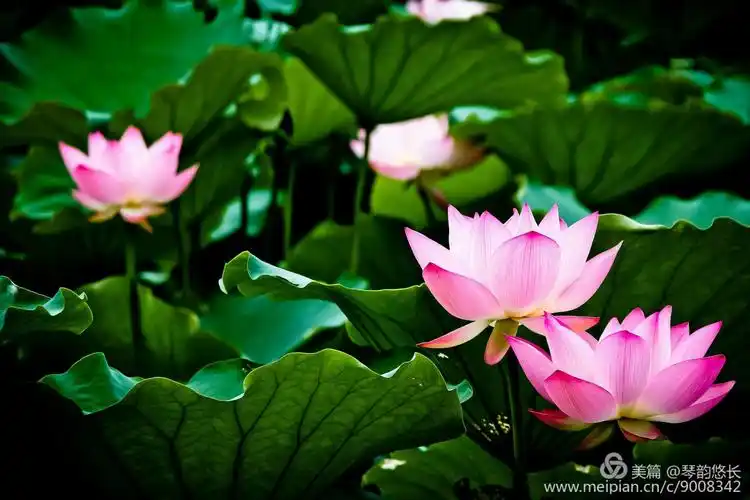 莲花通佛性,悟道在凡尘