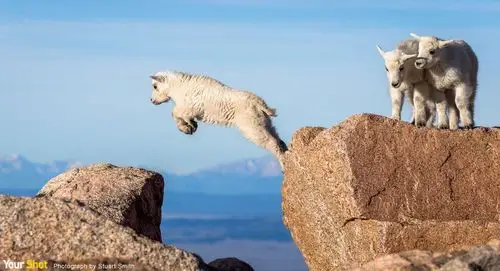 艾凡士峰上的小山羊跳跃练习