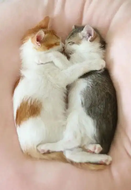 流浪猫兄妹被救助后,整天腻在一起,还靠睡觉睡成了网红