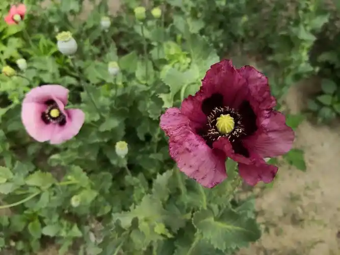 美丽妖艳本无罪,罂粟花开正当时