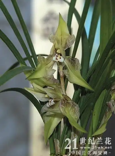 珍稀兰花品种花名大全附名品兰花图