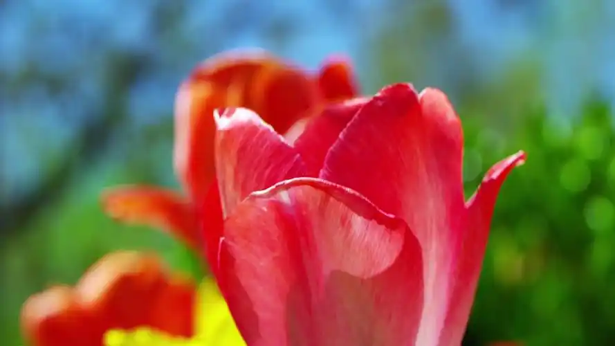 春天景色4k_3840x2160_高清视频素材下载(编号:1115954)_实拍视频_vj