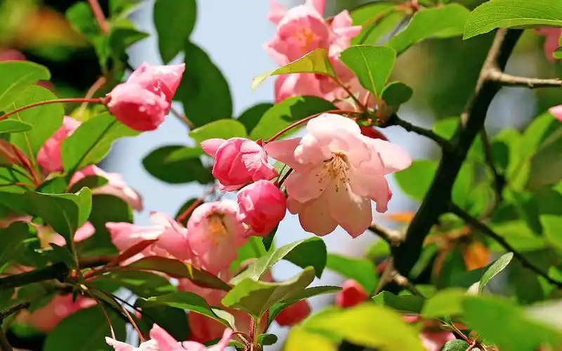 少林寺武校的花仙子们来了少林寺武术学校