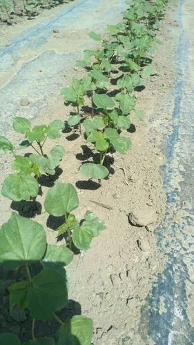 暖暖的新疆棉被自产自销,品质优,价格优惠,有需要的找我