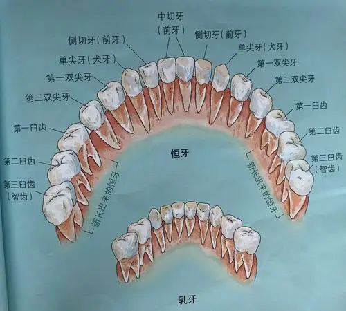 《牙齿咔咔咔》—沁园中心幼儿园大班组十一月主题活动
