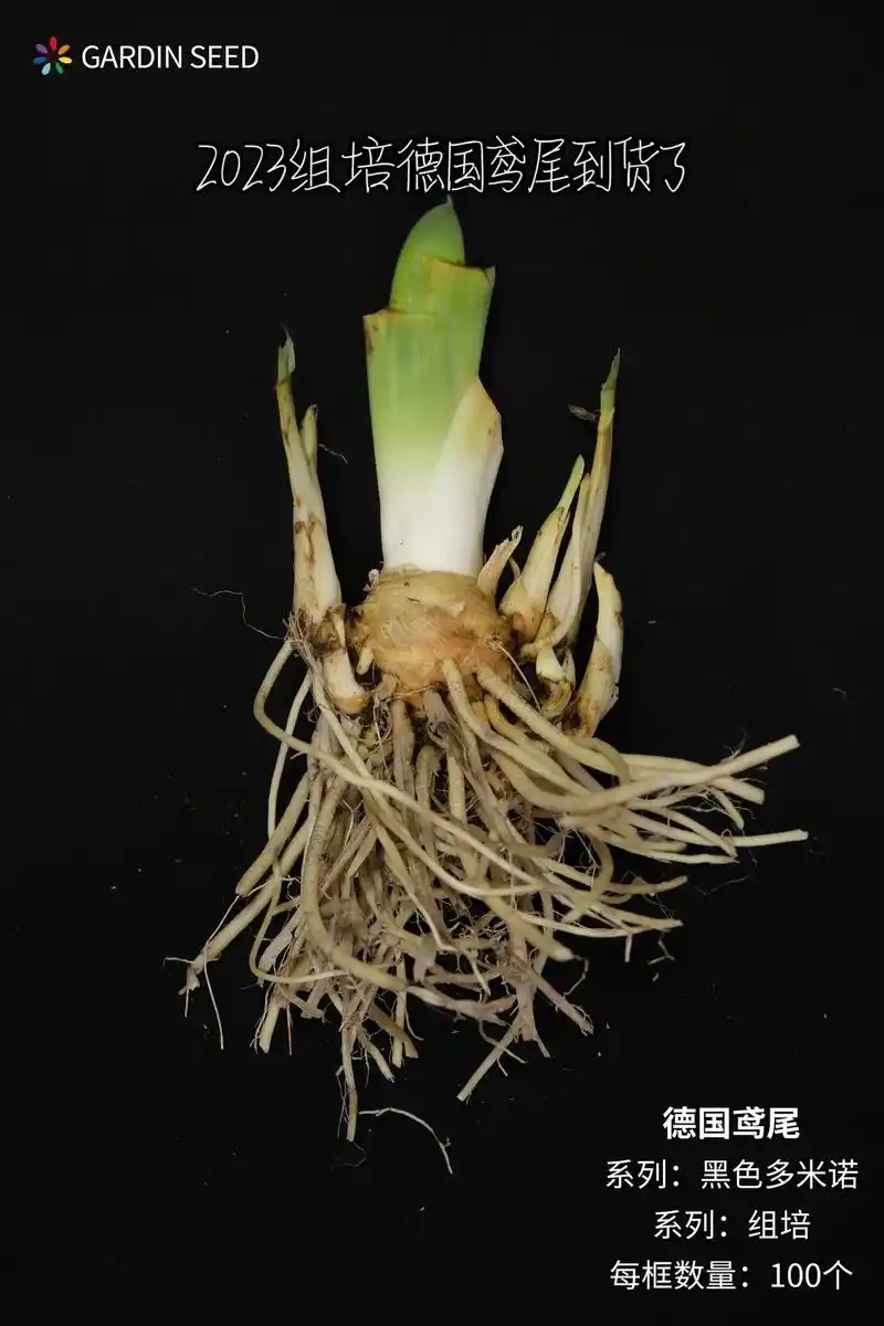 2023组培德国鸢尾块根