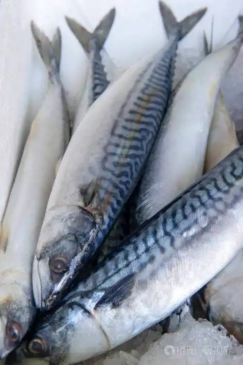 冰上冻鲭鱼