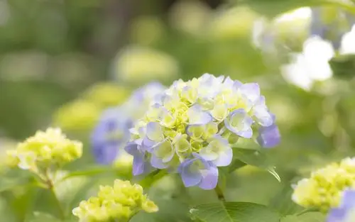 清新唯美的绣球花图片桌面壁纸