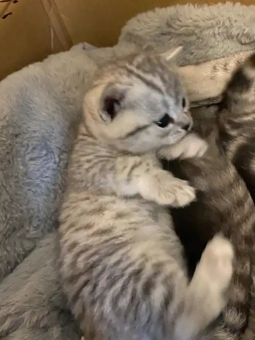 猫妈妈是美短虎斑是怀孕了来家里的前主人也不知道