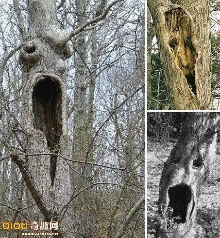 大树亦有灵盘点世界最令人恐怖神奇怪树