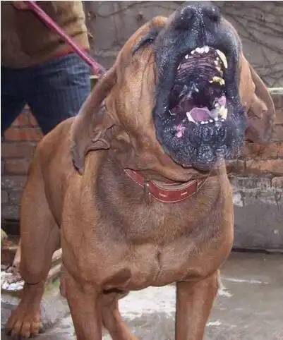 中国十大禁犬名单 萌萌的秋田犬竟然也榜上留明