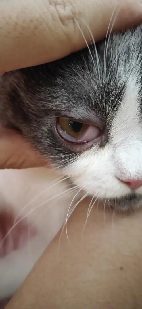 求助紧急求助猫咪忽然眼睛变成了这样