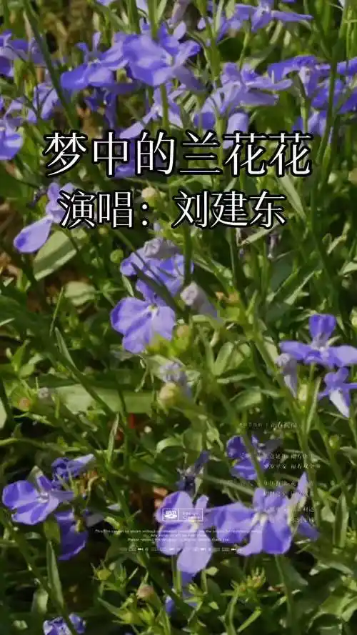 梦中的兰花花 刘建东 经典老歌 音乐分享 百听不厌