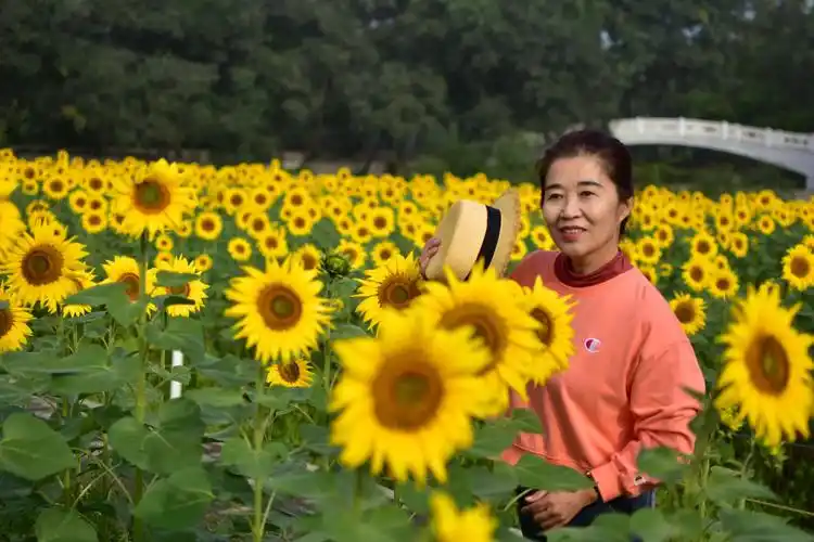 像向日葵一样,朝着阳光微笑