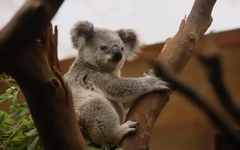 澳大利亚超可爱的国宝考拉