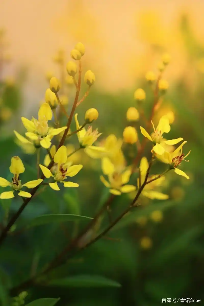 风光摄影:黄色花朵金英