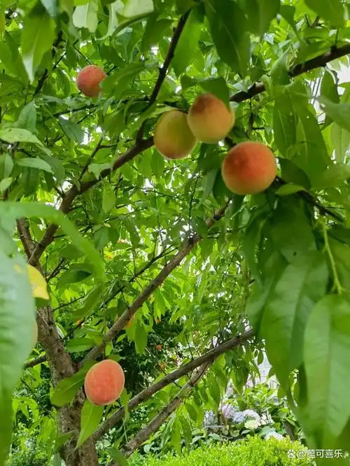 《西游记》里有一出戏叫大闹天宫,起因是一盘自带仙气的蟠桃.