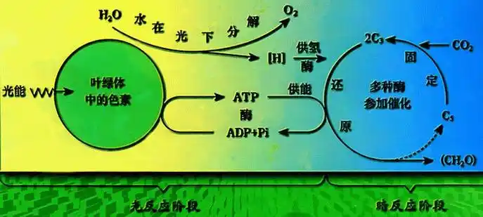 高中生物光合作用的基本过程图解