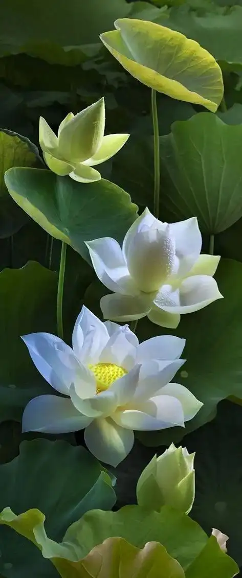 荷花寓意和象征意义吉祥(关于荷花花语的简单介绍)