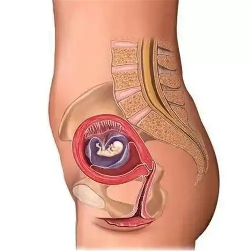 怀孕期间,肚子是从哪个位置开始变化的?