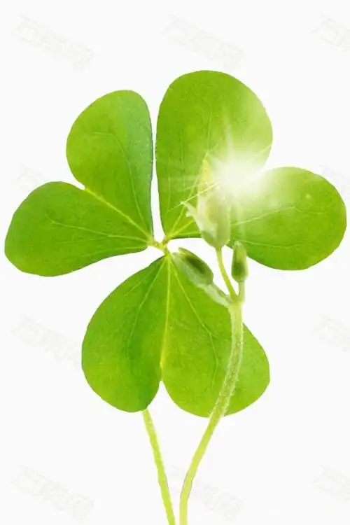 三叶草:除了幸运的象征,还有其他美好的寓意