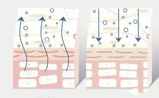 什么是皮肤过度水合?_水分_细胞_补水