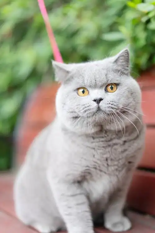 英短 蓝猫 纯蓝色 英国短毛猫 沐米猫舍 适合当种猫