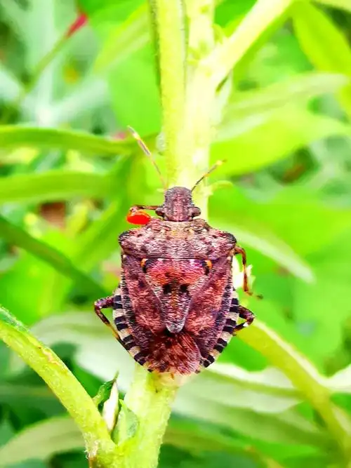 虫趣—蝽《石头树的美篇》