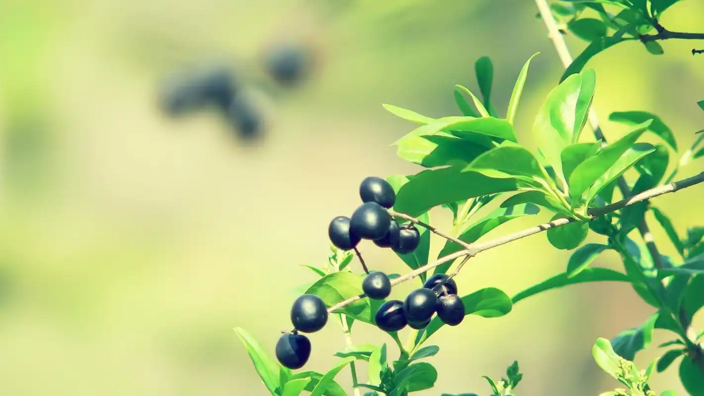 绿色护眼植物,高清图片,植物壁纸-回车桌面