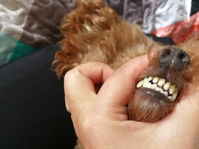 帮我看看狗狗的牙齿,看看几岁了.谢谢