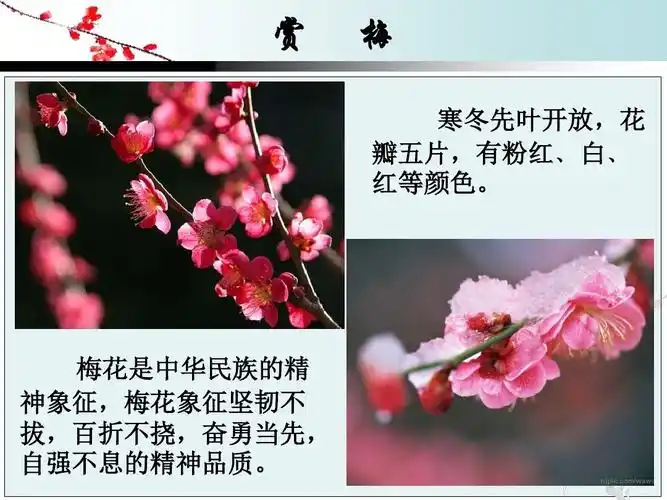 宝剑锋从磨砺出,梅花香自苦寒来!