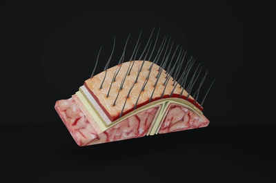 头皮解剖 头皮组织结构模型 医学模型 医疗模型 人体器官模型