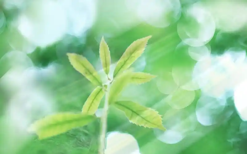 初夏清爽唯美户外风光绿色植物护眼桌面壁纸第二辑高清大图预览1920x