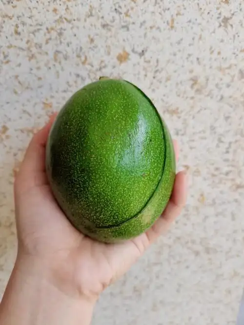 光滑的海南牛油果