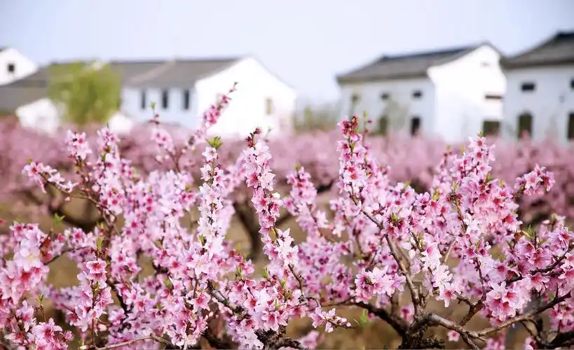 世外桃源何处寻奉贤吴房村重新开放十里桃花迎游客