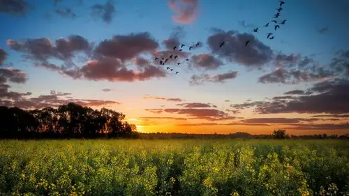 首页 自然与风景 日落和日出 日落,油菜田,树木,天空,云,鸟 壁纸