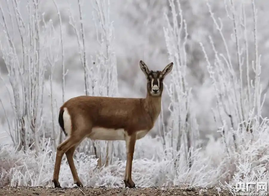 新疆博湖:鹅喉羚雪后觅食