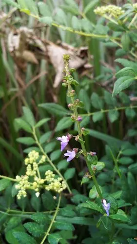 内折香茶菜唇形科罗勒亚科香茶菜-老的惰