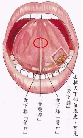 我舌根上面一点 也在舌上 舌头卷起来的时候就能看见那个地方 有个