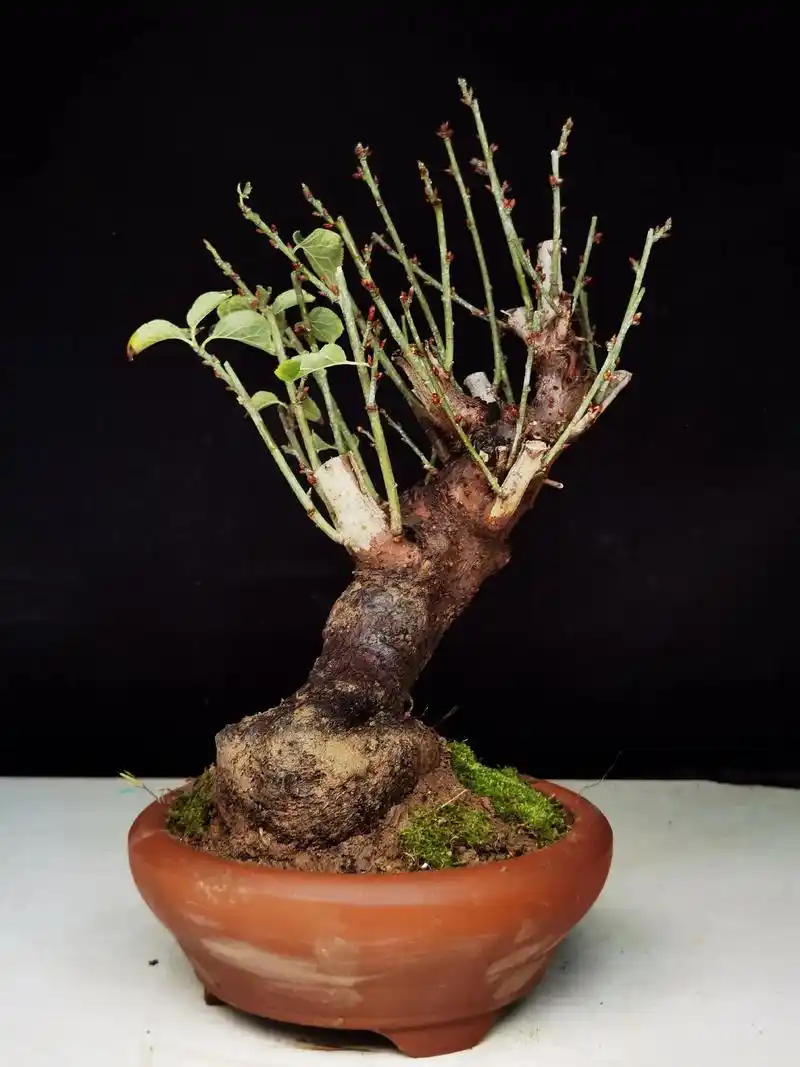 骨红梅花,原生矮霸造型,花苞爆满!#喜欢的联系盆主 #精品盆 - 抖音