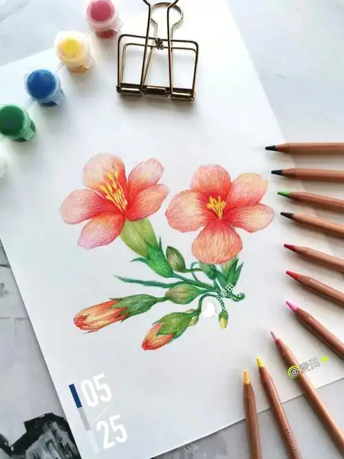 彩铅画两朵粉粉的花