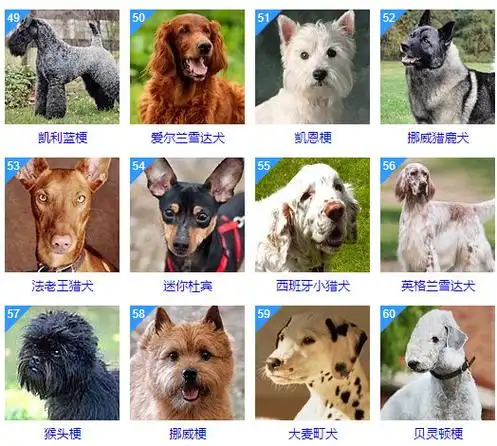 世界犬类智商排行榜