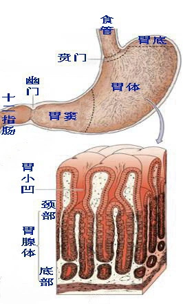 胃粘膜由腺体组成, 腺体分泌胃液由胃小凹流进胃腔消化食物.