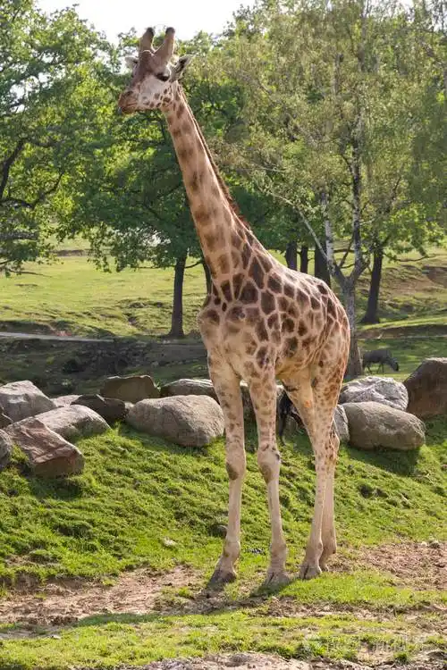 在野生动物园的长颈鹿特写