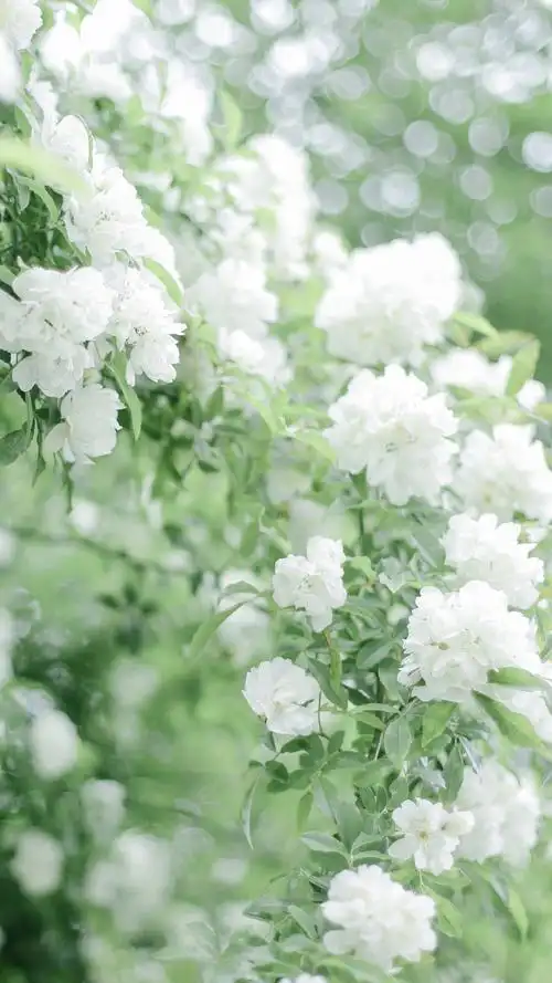 清新唯美春日风景图片高清手机壁纸