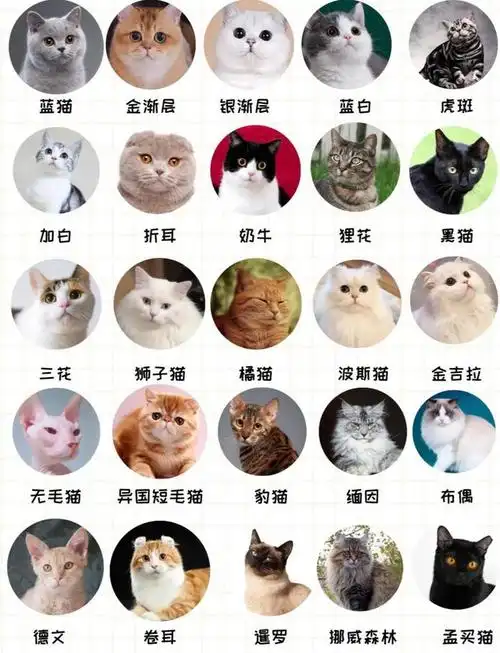 新手养猫必看!猫咪品种大搜罗
