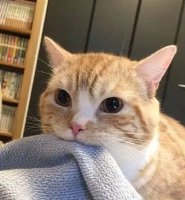 猫头像高冷图片真猫