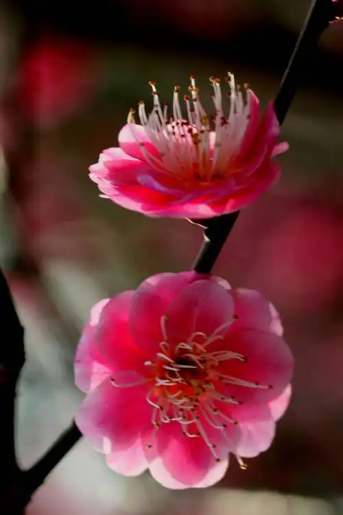 申城各大公园的梅花争相开放了,在这初春的阳光里,我们小区健身园里