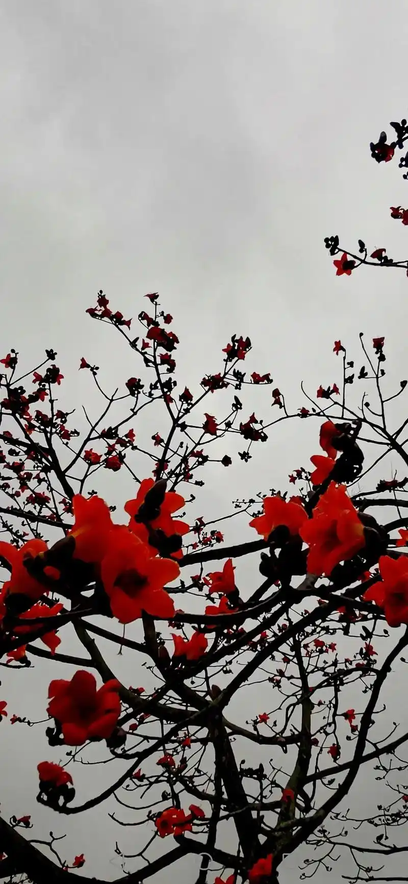 雨中的水墨木棉……#下雨了,心疼江两岸长长两排正在接受风雨 - 抖音