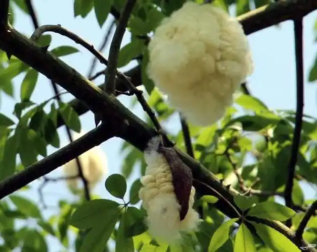 梅城的异化木棉果在树上爆果出花一景